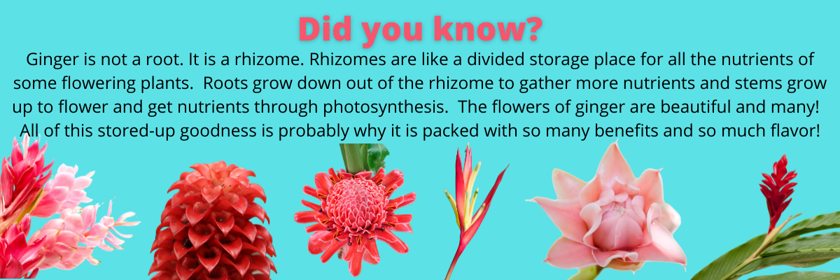 Did you know Ginger is not a root. It is a rhizome. Rhizomes are like a divided storage place for all the nutrients of some flowering plants.  Roots grow down out of the rhizome to gather more nutrients and stems grow up to flower and get nutrients through photosynthesis.  The flowers of ginger are beautiful and many!  All of this stored-up goodness is probably why it is packed with so many benefits and so much flavor!